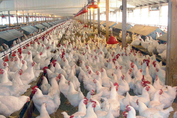 آذربایجان غربی عاری از بیماری آنفولانزای پرندگان