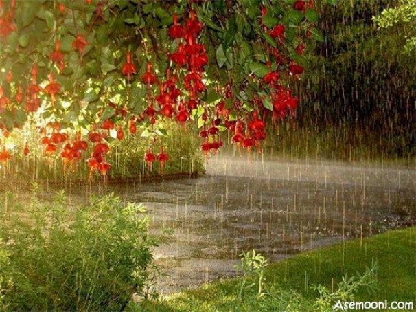 باران بهاری در بیشتر مناطق کشور باران بهاری در بیشتر مناطق کشور