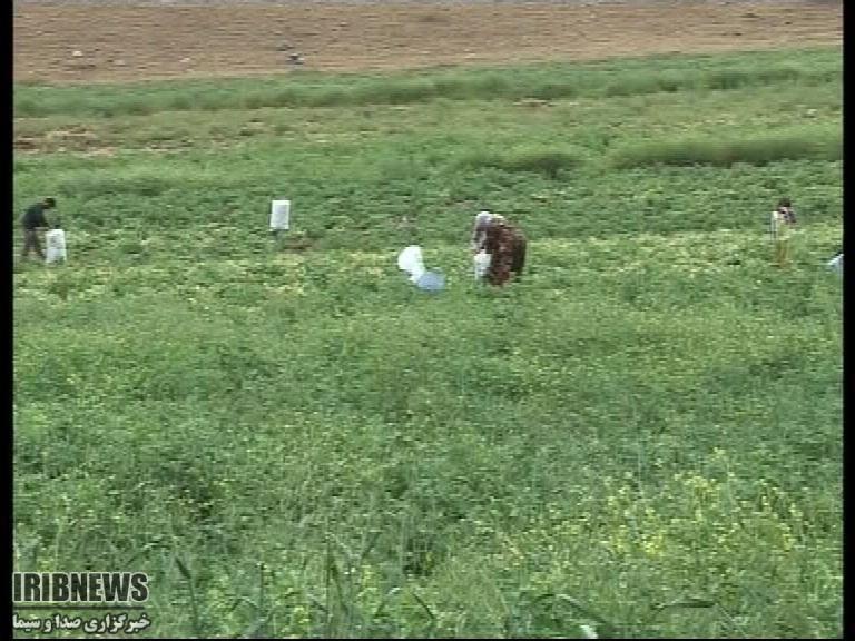 تاسیس انجمن ارگانیک در زنجان تاسیس انجمن ارگانیک در زنجان