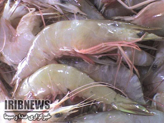 ممنوعیت صید میگو در برخی صیدگاه های جنوب کشور