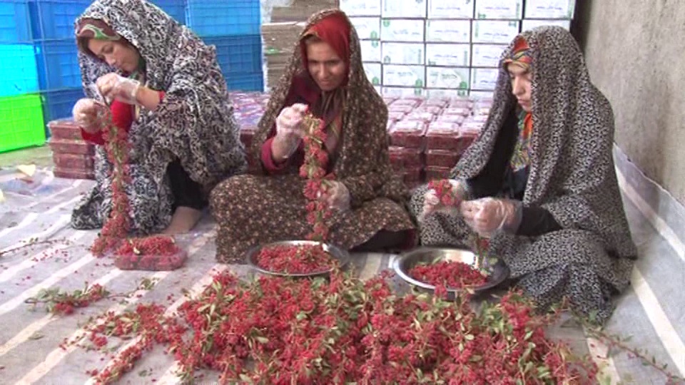 نوبرانه زرشک دربازار+فیلم