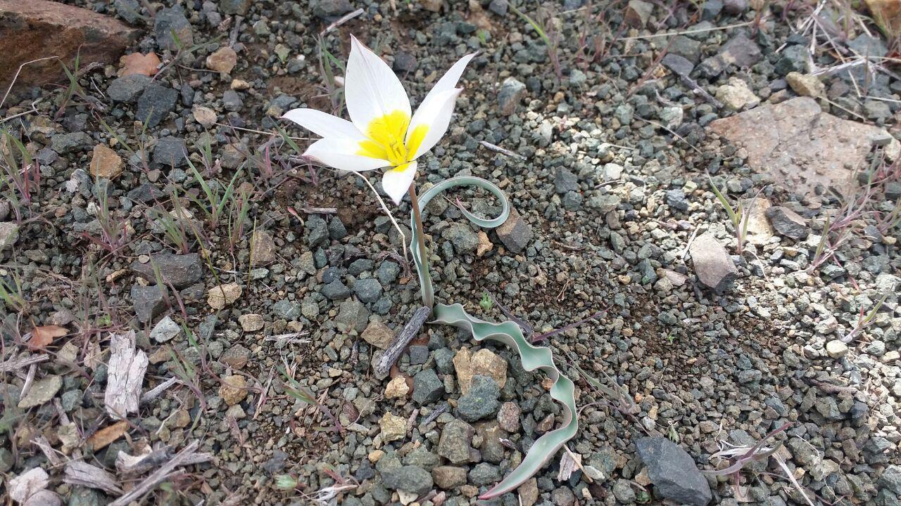 لاله وحشی _ بافت