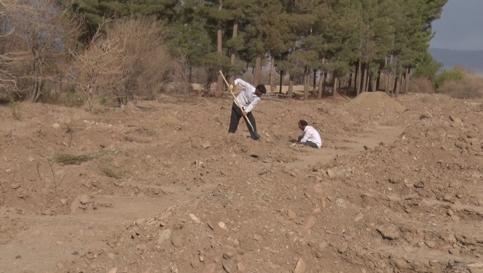 کاشت گل محمدی در نهبندان