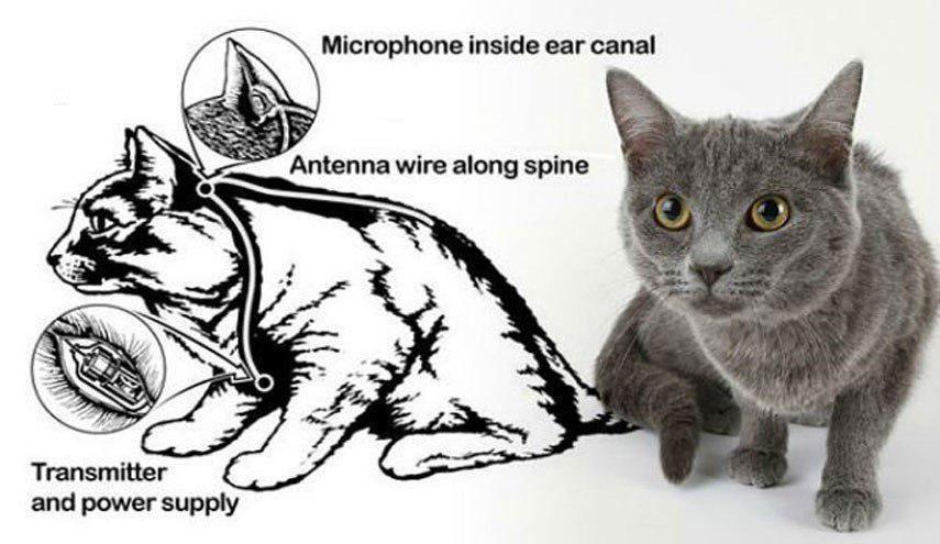 سوءاستفاده سازمان سیا از حیوانات
