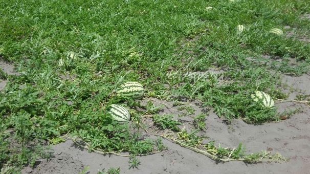 ورود هندوانه های  نوبرانه چاف لنگرود به بازار