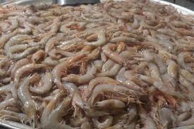 آزادی صید میگو از امروز در خوزستان آزادی صید میگو از امروز در خوزستان