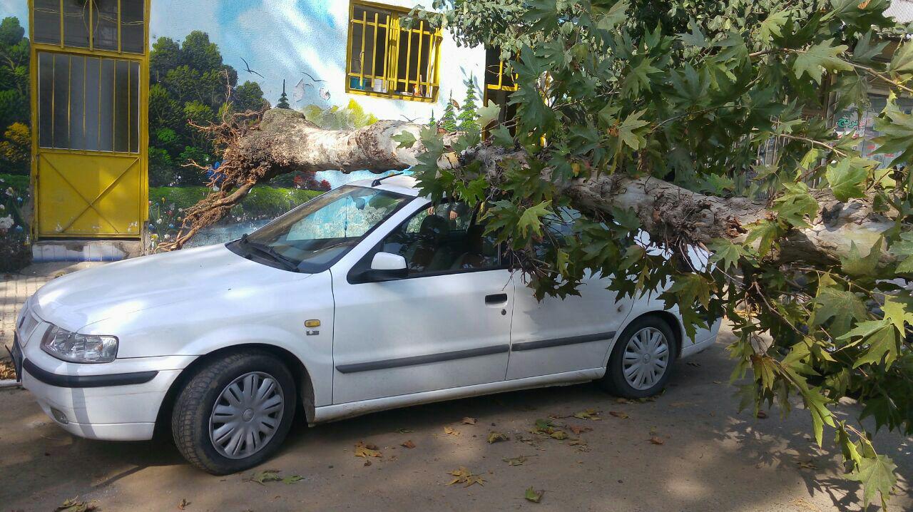 آخرین خسارت های وزش باد گرم در گیلان آخرین خسارت های وزش باد گرم در گیلان