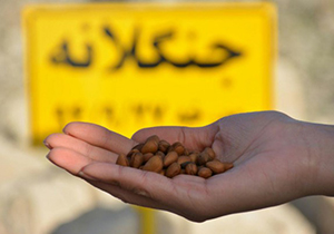 اجرای طرح جنگلانه در آباده