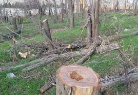 سنگ ها سپر بلای درختان   +تصاویر