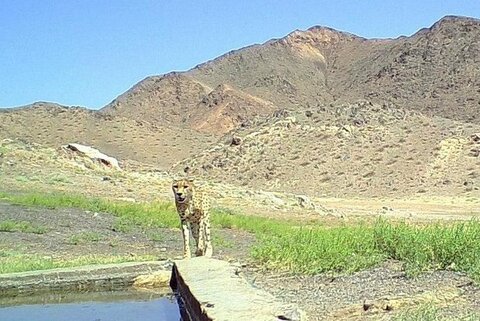 افزایش جمعیت پلنگ ها در خراسان رضوی به ۱۰۰ قلاده