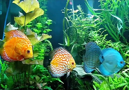 ارزآوری با رنگارنگ های زینتی ارزآوری با رنگارنگ های زینتی