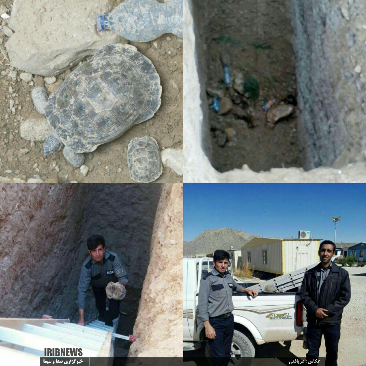 نجات جان لاک پشت&zwnj;های گرفتار