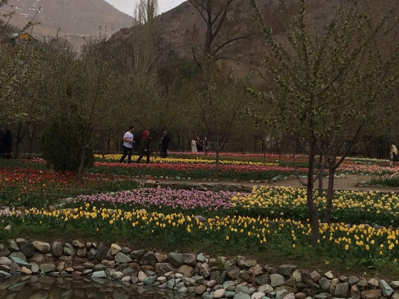 گشایش جشنواره ملی لاله های گرماب