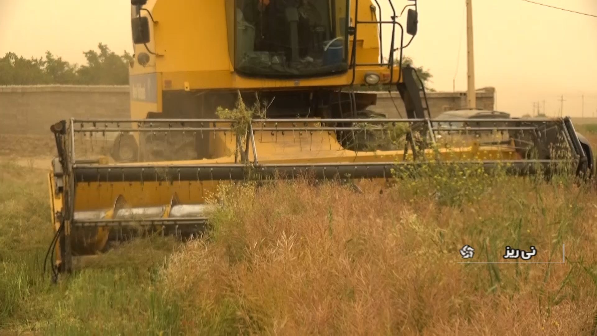 برداشت کلزا در نی ریز