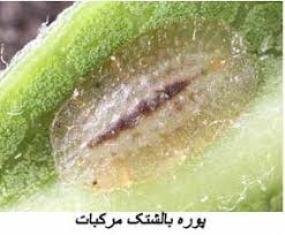 آغاز مبارزه با آفت بالشتک مرکبات در مازندران