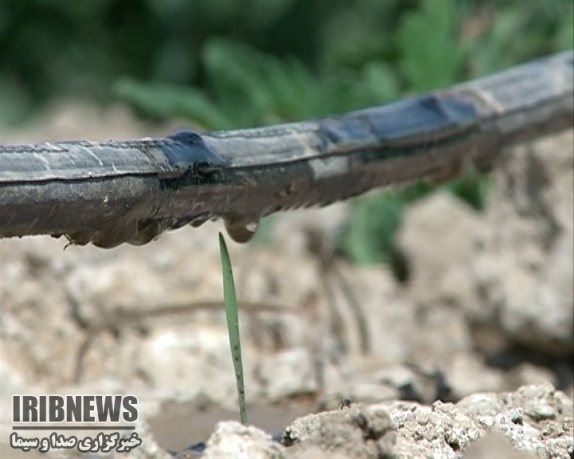 افزایش 18 درصدی بازدهی آب کشاورزی در خراسان شمالی