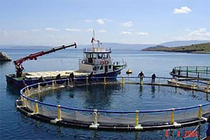 نصب قفس های غوطه ور، نخستين بار در خاورمیانه