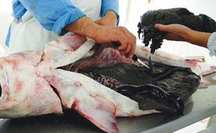 تولید سالانه 2 هزار و 500 تن گوشت خاویار پرورشی در مازندران