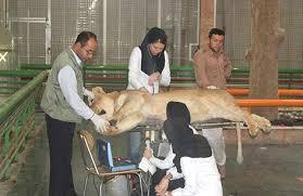 نصب 60 میکروچیپ روی حیوانات باغ وحش مشهد نصب 60 میکروچیپ روی حیوانات باغ وحش مشهد