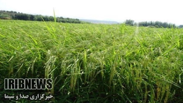 آغاز برداشت برنج درطارم