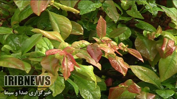 آسمان زنجان غالبا ابری