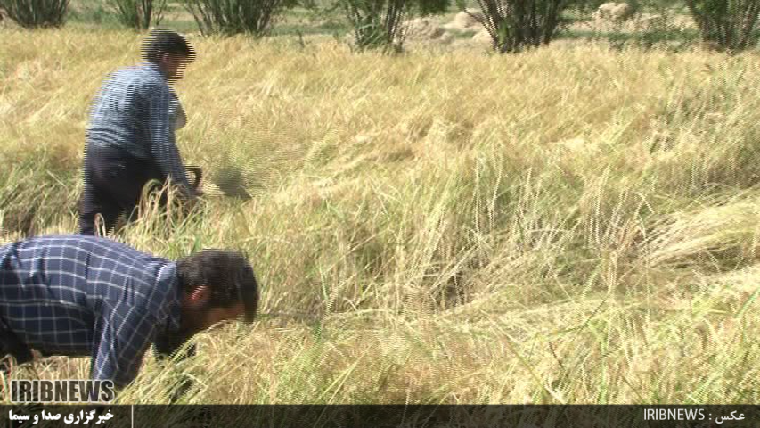 برداشت برنج در انگوت