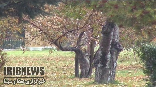 آسمان غالبا صاف زنجان