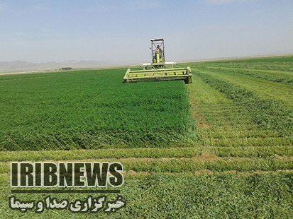 برداشت یونجه درمهاباد