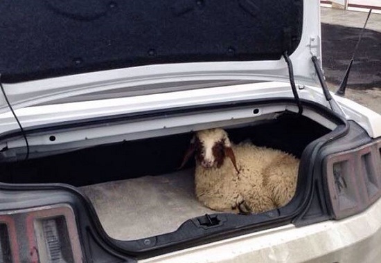 حمل 11 گوسفند سرقتی با پژو 405