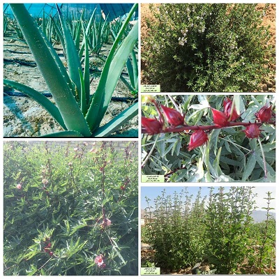 توسعه کشت گیاهان دارویی در لارستان توسعه کشت گیاهان دارویی در لارستان