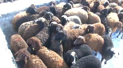 توزیع دام زنده در مناطق زلزله زده میانه و سراب توزیع دام زنده در مناطق زلزله زده میانه و سراب