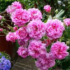 جشنواره گل&zwnj; محمدی در کاشمر