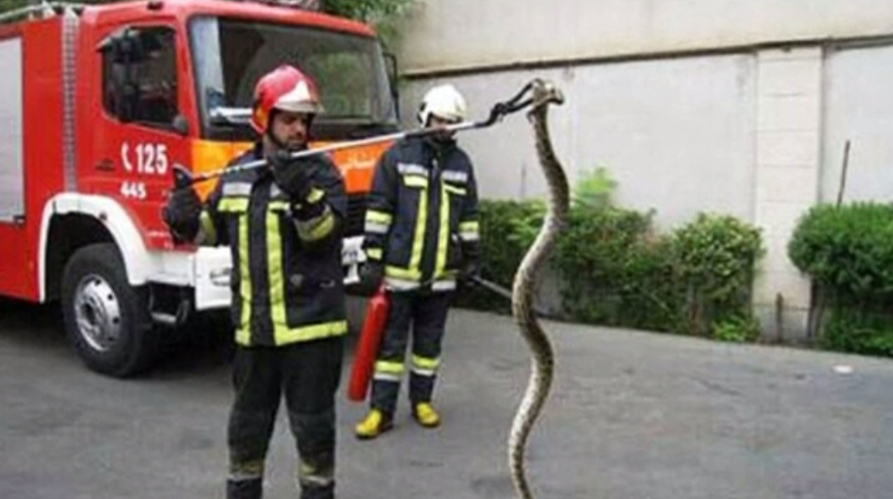 مارهای گریزان از گرما