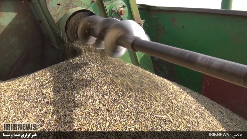آغاز برداشت محصول کلزا