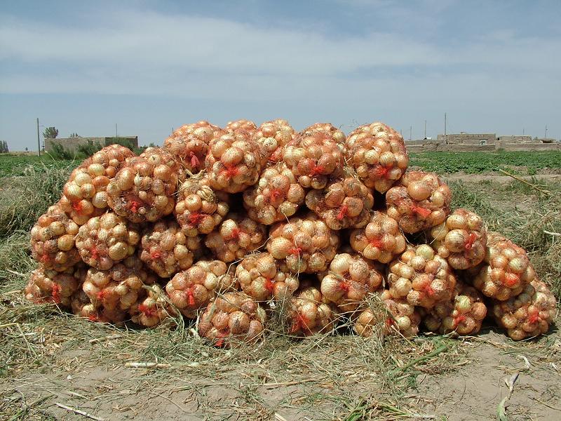 پیاز نشایی در مرودشت به ثمر رسید