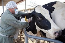 ایمن سازی دامهای استان مرکزی علیه بیماری لمپی اسکین