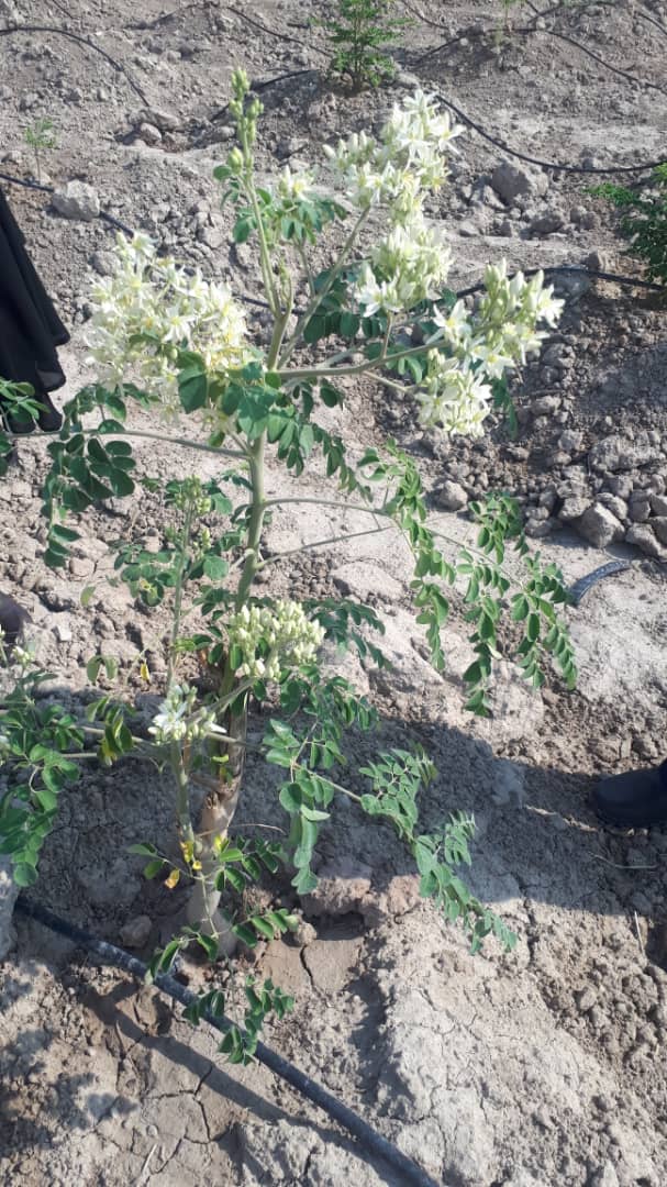 گیاهی برای درمان بیماری&zwnj;ها