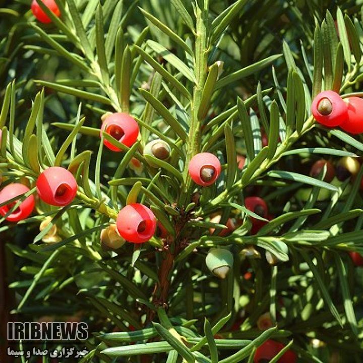 رسالت سخت ما برای مراقبت از مادر جنگل‌ها