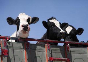 کشف دام قاچاق درممسنی