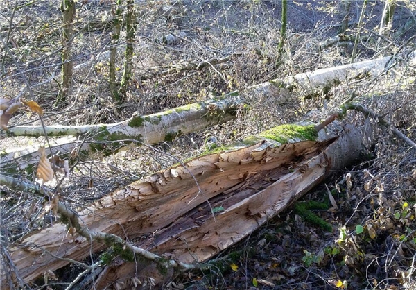 فصل سرد درخت