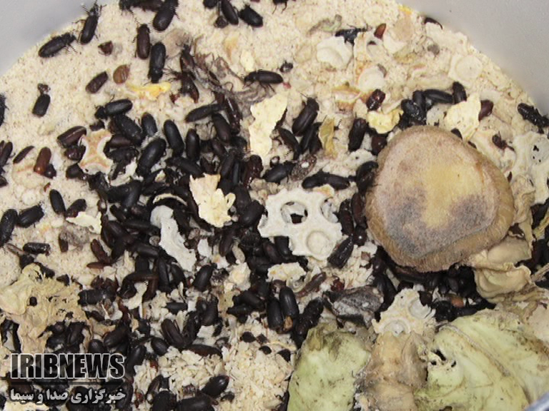 چشم نوازی زینت اشتغال چشم نوازی زینت اشتغال