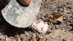 برداشت آنغوزه از عرصه&zwnj;های مرتعی شهرستان جهرم