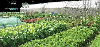 راه اندازی پلمپ قرنطینه‌ای محموله‌های گیاهی صادراتی در استان‌ها