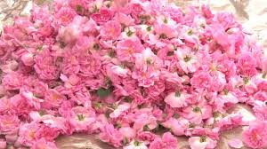 آغاز برداشت گل محمدی در تایباد