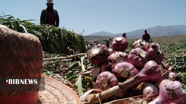سیری که عطرش لب مرز خوش تر است سیری که عطرش لب مرز خوش تر است