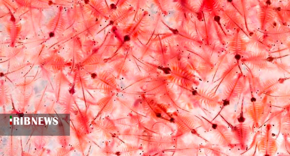 آرتمیا نفس می&zwnj;کشد