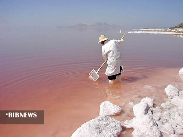 آرتمیا نفس می&zwnj;کشد
