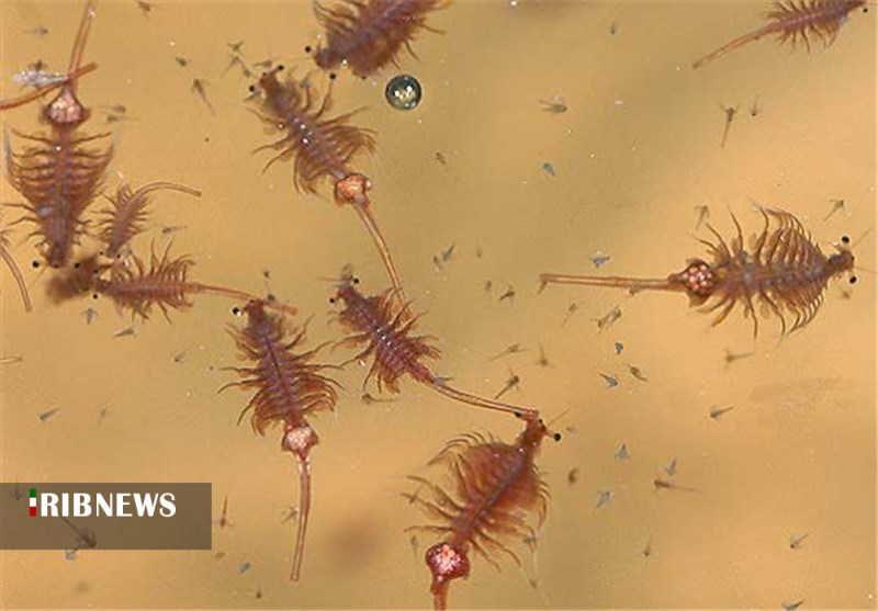 آرتمیا نفس می&zwnj;کشد