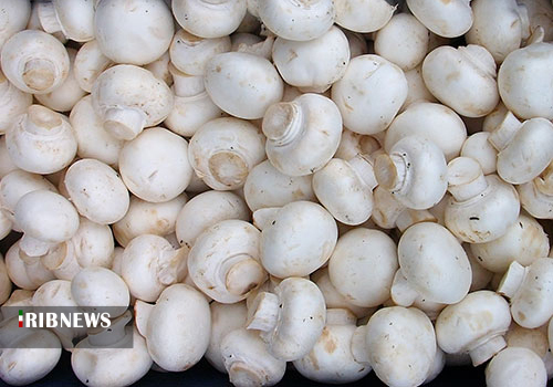 قارج هم، گاهی رنگ مرگ می گیرد