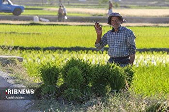 برنج لنجان اصفهان
